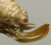 CollectionObject 1535916; f6c7ff0c-74bc-4909-bf0d-268cb19451df: female ovipositor (syntype). (CollectionObject).