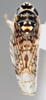 Habitus, dorsal view: !! display not done !! on Scaphytopius n. sp. 18: Scaphytopius Ball, 1931: (Observation).