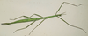 Arphax Stål, 1875: Charpentier 1845. male of Arphax australis [type species]. (Otu).