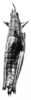 CollectionObject 1518470; 77e1a209-169a-42c0-894c-5abd4100fc83: Fig. 5 B. female, dorsal view (holotype). (CollectionObject).