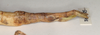 CollectionObject 1557052; b05ff683-8c60-4212-aaa3-e99ec2ddf0cd: copyright UMO. Phasma (Diura) japetus female: end of abdomen, lateral view (holotype). (CollectionObject).