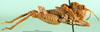 CollectionObject 1501150; f662526a-6333-4b3b-9961-7ac7c9f1aa49: male, lateral view (syntype). (CollectionObject).