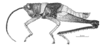 Seabracris cincta cincta (Saussure, 1859): Fig. 206. male habitus. (Otu).