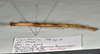 CollectionObject 1597623; 1227ee60-e035-4146-a26a-39f230449c45: copyright QM. female, lateral view (paratype). (CollectionObject).;CollectionObject 1597624; 6b5b970a-6aa9-41d0-9cb6-d38e41ae4a2b: copyright QM. female, lateral view (paratype). (CollectionObject).