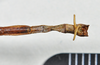 CollectionObject 1563989; ac1d021f-1ab2-4832-91a9-6446fe3be265: copyright Paul D. Brock. male: end of abdomen, ventral view. (CollectionObject).;CollectionObject 1563990; 5dd91c0f-63c0-4cfb-865d-b35d97968929: copyright Paul D. Brock. male: end of abdomen, ventral view. (CollectionObject).