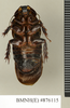 Ancaudellia setula Roth, 1982: Copyright Natural History Museum, London. Non-type (adult male) in BM(NH). Ventral view. (Otu).
