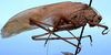 CollectionObject 1522467; 6ded5b94-2687-4840-a97a-96b0558ff781, ANSP5326: male, lateral view (holotype). (CollectionObject).