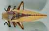 CollectionObject 1536186; NMBA 3225446, 89e24883-5690-4b13-89ca-2d3f878d9802: male, dorsal view. (CollectionObject).