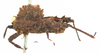 CollectionObject 1506730; 8439566a-1f36-4583-890c-f9beda921d9d: male, lateral view (holotype). (CollectionObject).