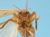 Aphonomorphus (Aphonomorphus) parvus Piza, 1968: male, face frontal view (syntype). (Otu).