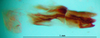 CollectionObject 1502124; c13cdf7c-ffb2-4207-b8e4-7a0acc0084f1: phallus, lateral view. (CollectionObject).