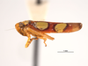 Habitus, lateral view on Erythrogonia ladonia Medler, 1963: (Observation).