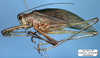 Parascopioricus lancifolius (Brunner von Wattenwyl, 1895): male, lateral view (syntype?). (Otu).