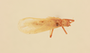 CollectionObject 2066829; NHMUK015982375, 50e76798-1d37-4d13-831d-c174ca85678e: male, dorsal view (paratype). (CollectionObject).