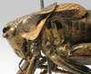 CollectionObject 1517128; cd69ea84-eca0-4855-9674-ede3a879a1b9: male pronotum, lateral view (holotype). (CollectionObject).