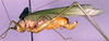 CollectionObject 1500519; f3140e7a-ab69-471e-8f7f-8760c324f8dd: female, lateral view (syntype). (CollectionObject).