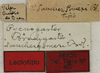 CollectionObject 1534969; a015015c-4df0-4adb-b9ed-50020f00244b: labels (lectotype). (CollectionObject).