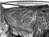 Copiphora brevicauda costaricensis Naskrecki, 2000: female pronotum lateral (Costa Rica, Heredia Prov., La Selva). (Otu).