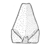 Ceuthophilus (Geotettix) vicinus Hubbell, 1936: Fig. 779. male subgenital plate. (Otu).