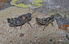 Arminda fuerteventurae Holzapfel, 1972: male and female (Canary Islands). (Otu).