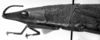 CollectionObject 1565614; 61bddbc9-bfd2-406b-875e-67f3d74a976e: Image Carbonell, C.S. female head and pronotum, lateral view. (CollectionObject).