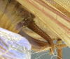 CollectionObject 1505861; c6873a45-57d3-4f4d-a2e2-7e3489534c6a: male cerci (syntype). (CollectionObject).