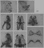 Melanoplus flabellatus (Scudder, 1878): male genitalia. (Otu).