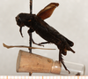 CollectionObject 1499332; a3877165-acbb-4df6-a584-0c33b0c6f1bf: male, lateral view (holotype of Gryllus nigrohirsutus). (CollectionObject).
