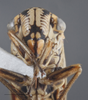 Head: !! display not done !! on Dechacona missionum (Berg, 1879): Head/Face. (Observation).