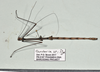 CollectionObject 1597613; 23ffff4b-6ca5-47a6-beab-7c2608ea731a: copyright QM. male, dorsal view (paratype). (CollectionObject).