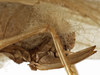 CollectionObject 1529753; 8392cf3e-a857-47a7-a025-c7c2e92e4284: female ovipositor (holotype). (CollectionObject).
