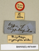 Gynopeltis cryptospila (Walker, 1868): Copyright Natural History Museum, London. Labels from holotype (female) in BM(NH). (Otu).
