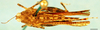 CollectionObject 1505045; ebd6bd3e-3f89-4bec-82ae-f598ca5c8844, DORSA D130XM01: male, dorsal view (holotype). (CollectionObject).