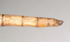 CollectionObject 1561863; NHMUK(SF IMPORT DUPLICATE) 844826, b4146294-8c98-4a66-910c-b6e6175de207: copyright Natural History Museum, London. female: end of abdomen, dorsal view of Necroscia salmanazar (holotype). (CollectionObject).
