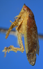 Habitus, lateral view on Costanana dunda DeLong & Freytag, 1972: Male holotype [OSU]: habitus, lateral view. (Observation).