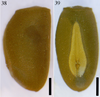 CollectionObject 1583670; 2f78f3f4-db9b-478b-a7d5-5fe924df2b9b: copyright HKES. egg (paratype). (CollectionObject).;CollectionObject 1583671; 5cb6194e-e06f-4f40-ba02-0eb705a03736: copyright HKES. egg (paratype). (CollectionObject).;CollectionObject 1583672; a525d6e0-6088-412e-8336-6080ce13d261: copyright HKES. egg (paratype). (CollectionObject).
