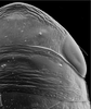 Head: !! display not done !! on Paraclorindaia pinguis Zahniser, 2021: detail of crown and pronotum, dorsal view. (Observation).