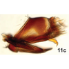 Pygofer, lateral view on Bretega juxtaspiverpa Stiller, 2017: Pygofer, lateral view. (Observation).