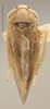 Habitus, dorsal view: Dorsal - Light. Lighter color variation. (Observation).