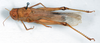 CollectionObject 1506407; c29c3ffd-d756-4ac0-9c8f-cefe0c4f8abd: female, dorsal view (syntype). (CollectionObject).