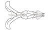 Dichroplus misionensis Carbonell, 1968: Fig. 94. endophallus, ventral view. (Otu).