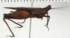CollectionObject 1529912; NHRS NRM-ORTH 12988, 31f8f739-bf53-4a18-acb4-14cca7b86ab9: female, lateral view (holotype of Spartolus longiceps). (CollectionObject).