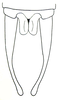 Fig. 1. male, end of abdomen, dorsal view. Depicts Schizodactylus inexspectatus (Werner, 1901), an Otu.