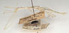 Clonaria inconspicua (Brunner von Wattenwyl, 1907): copyright St. Petersburg. male, lateral view (syntype). (Otu).
