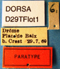 Decticus verrucivorus brevipennis Götz, 1970: female labels (paratype). (Otu).