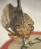 Head: !! display not done !! on Grandolobus inaequalis (Fowler, 1896): (Observation).