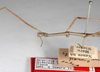 CollectionObject 1563579; f9f27a67-835c-4ba7-9ec7-6bf6ad889388: copyright ZMHB, Berlin. male: head & thorax, lateral view (syntype). (CollectionObject).