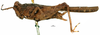 CollectionObject 1572360; da3653ab-eb15-4b02-b2ab-f71f416951c7, MNCN65: female (lateral view), not Euparatettix personatus (Bolivar, 1887). (CollectionObject).