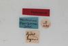 CollectionObject 1505718; 78f218fc-0a3c-4770-9c35-44d11d5b5889: female, labels (holotype). (CollectionObject).
