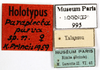 CollectionObject 1587367; MNHN(SF IMPORT DUPLICATE) MNHN-EP-EP995, 39412468-fc66-440f-ade9-d76d8f36cf57: CC BY-NC-ND 4.0/MNHN - Depraetere Marion - 2014. Holotype, female, of parva Princis, 1963. Specimen number: MNHN-EP-EP995. http://coldb.mnhn.fr/catalognumber/mnhn/ep/ep995. (CollectionObject).